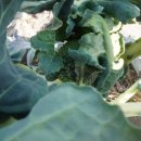 레디쉬 휴 이미지