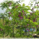 대청사슴 이미지