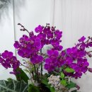 푸른꽃방 이미지