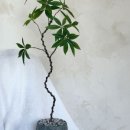 목화종합장식