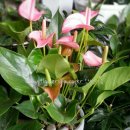 수원시 팔달구 팔달문로81번길 이미지