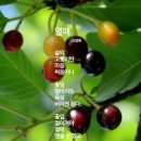 열매 이미지