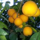 귤림추색 이미지