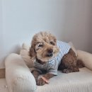 개님 | 강아지 저알러지 입냄새 치석 제거 추천 개님의껌 엔자임브러쉬플러스 급여 후기