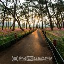 소나무숲아래 이미지