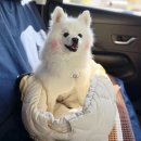 강아지 이동가방 마이플러피 캄보 카시트 애견방석 내돈내산 후기