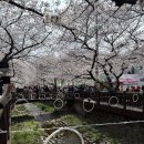 대야초등학교 | 제64회 진해군항제 ㅣ경화역 벚꽃축제 11개월 아기랑 봄 실시간후