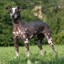 도그문(DOG MOON) 이미지