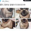 푸돼지 이미지