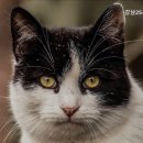 강남25동물병원 이미지