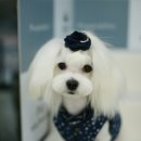 샐리동물병원 이미지