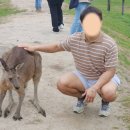 5)멜버른여행 4일차, 마이리얼트립 땡스투어, 사사프라스동화마을 스콘, 마루동물원, 퍼핑빌리
