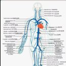 정맥류질환이 있을때에는 이미지