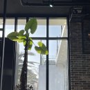 제주도스팟 소개! 연리지가든, 원앤온리, 이디오라게, 올레시장