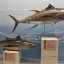 부산해양자연사박물관 이미지