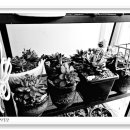 아이자리 이미지