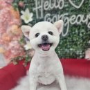 웰니스 펫뷰티 이미지