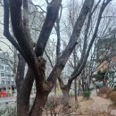 영도초교(병설) 이미지