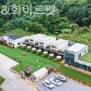 화이트펫# 이미지