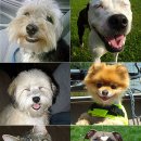 개와 고양이 이미지