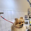 퍼피엔젤 반려동물 미용실 이미지