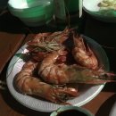 아일랜드코쿤 이미지