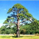 소나무 PC 이미지