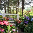 퐁실퐁실 이미지