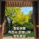 고산사목조석가모니불좌상 | 어쩌다 청도여행 은행나무 명소 적천사 청도읍성 산책