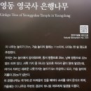 [천성장마 ②] 금산고개에서 대성산, 천태산 찍고 영국사 주차장까지 이미지