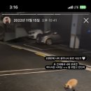 나나비펫 이미지