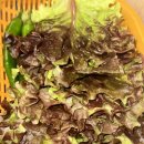 홍가네정육식당(정육점) | 의정부 신곡동 정육식당 추천 동우식당정육점 삼겹살 내돈내산 후기