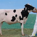 김화목장 이미지