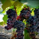 선화네농장 이미지