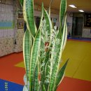 신안유도체육관 이미지