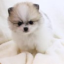 도그마루 강아지 고양이 천안아산점 이미지