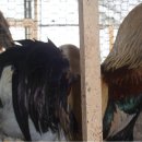 광주조류원 이미지