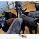 파주흑염소농장 이미지