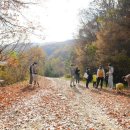 꽃양귀비마을 이미지