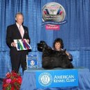 2008 AKC/Eukanuba National Championship -BBE RESULT 이미지