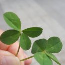 네잎클로버 이미지