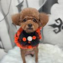 포그나개 이미지