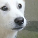 올리네