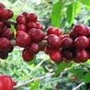 커피나무 꽃향기 이미지