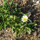 태양국(가자니아) Gazania splendens 이미지