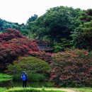 배롱나무꽃 명소를 가다 - 명옥헌, 일일레저타운, 송광사 및 명재고택 이미지