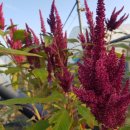 아마란스 이미지