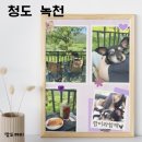 동건스애견카페 | 청도 애견동반카페 녹천 산뷰 자연뷰맛집 대구근교카페