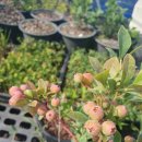 룰루베리팜 이미지