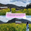 남해-137 | 남해 유채꽃 명소 두모마을 “파라다랑스” 후기, 주차장부터 개화정도까지 정리🌼 2026.03.22방문